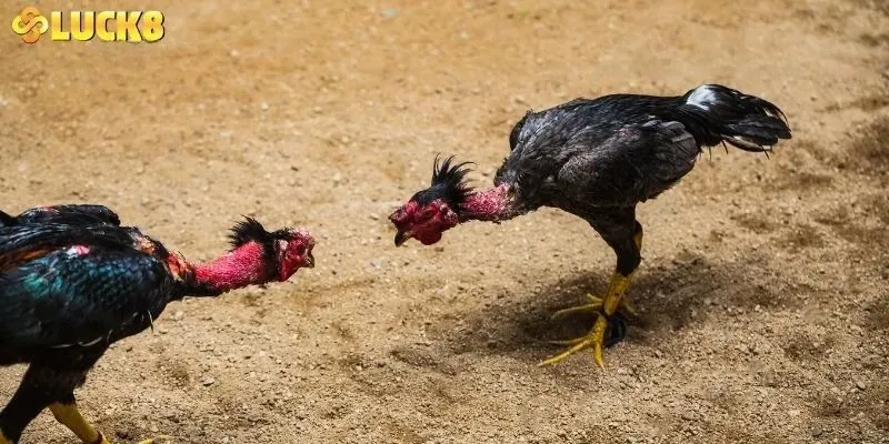 Hướng dẫn tham gia đặt cược đá gà LUCK8 cho tân thủ