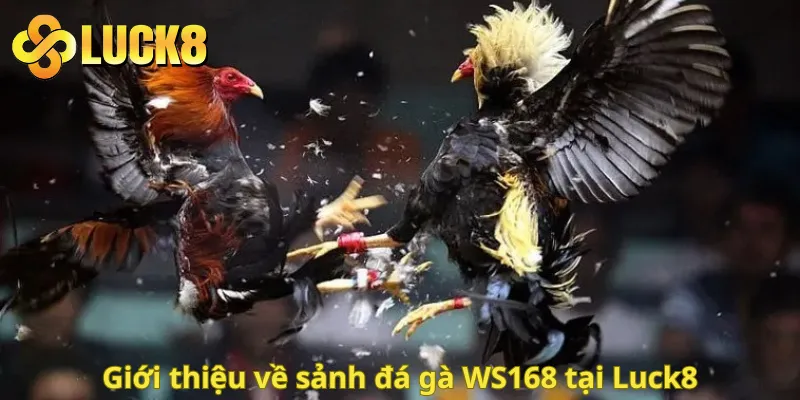 Giới thiệu về sảnh đá gà WS168 tại Luck8